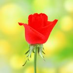 2018-10-21君の父親になれて良かった