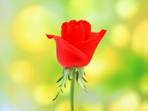 2018-10-21君の父親になれて良かった